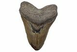 Huge, Fossil Megalodon Tooth - North Carolina #381346-1